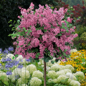 Syringa Lilac Tree